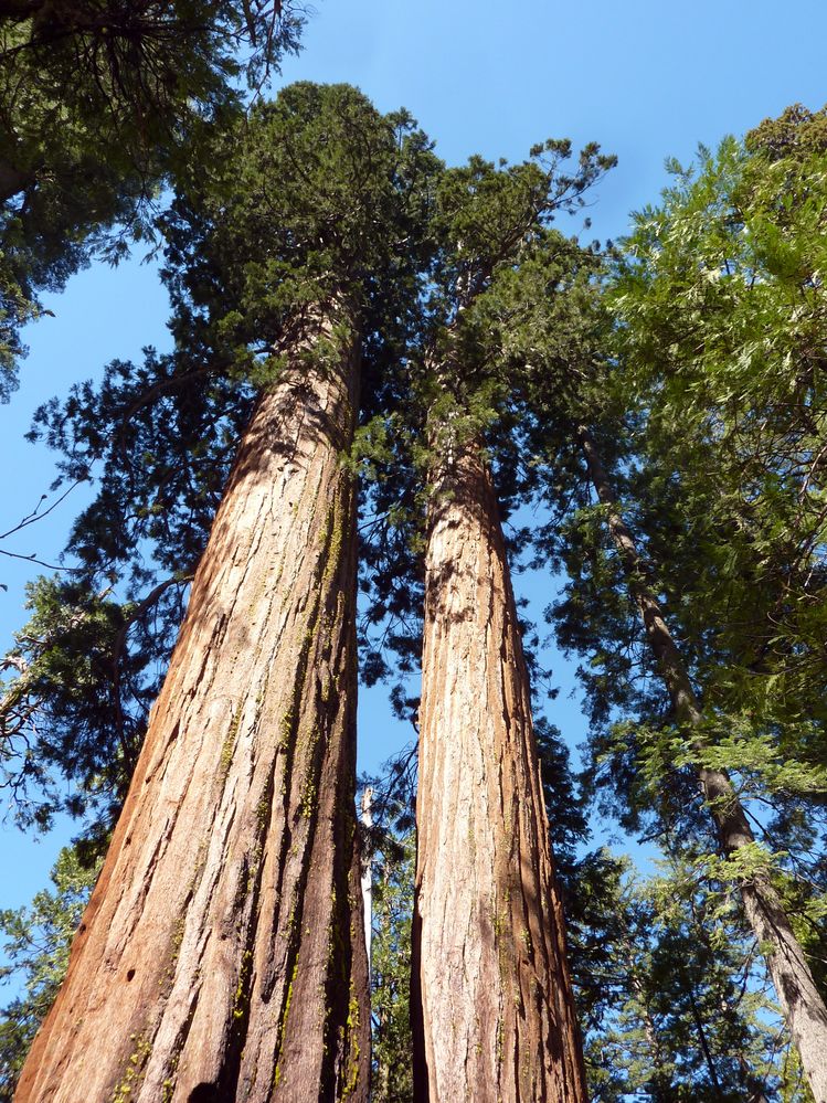 big tree state park (16).JPG